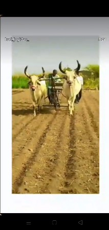 બળદ વેચવાના છે