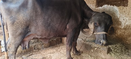 ભેંસ વેચવાની સે