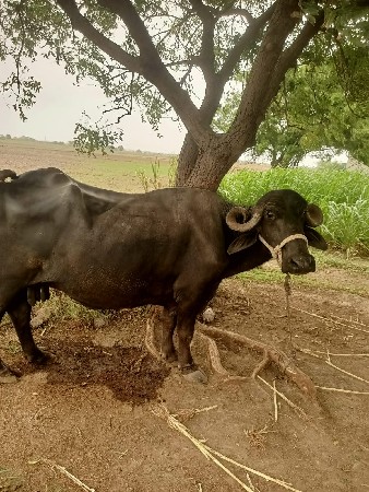ભેંસ વેચવાની છે