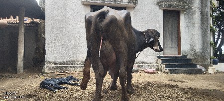 ભેંસ વેચવાની છે