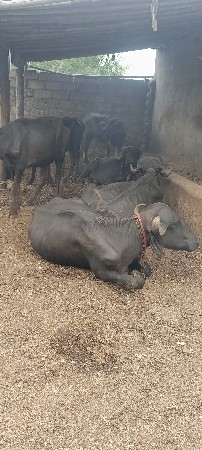 7 ખડેલા વેચવાના છે