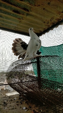 માંદી સાથે નર જોઈએ