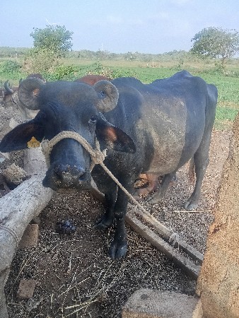 બે ખણેલિ વેચવાનિ છે