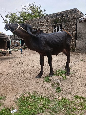 કિશનભાઇ