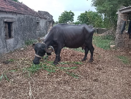 દા.ત. ભેંસ વેચવાની છે