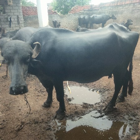 સારામાં સારી