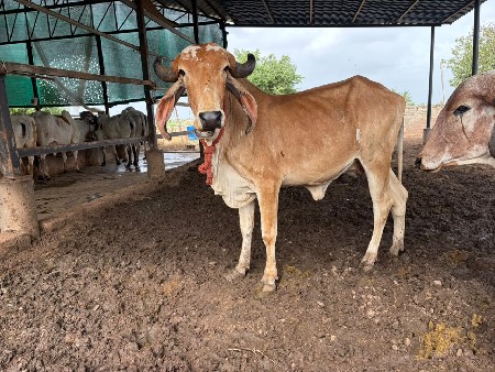 વોડકી આપવાની છે