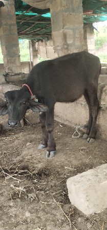 પાડીયુવેચવાનિછે