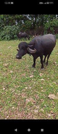 વેસવાની