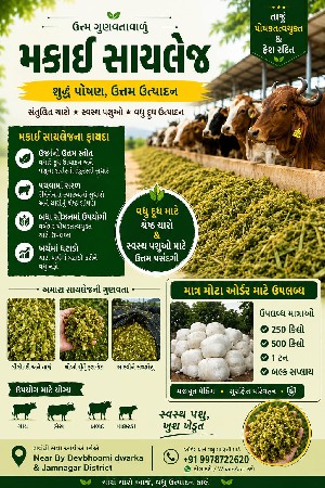 મકાઈ સાયલેજ