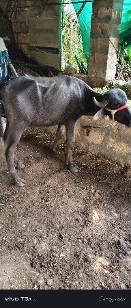 એક ભૂરો પાડો ને ખરેલી વેચવાની છે