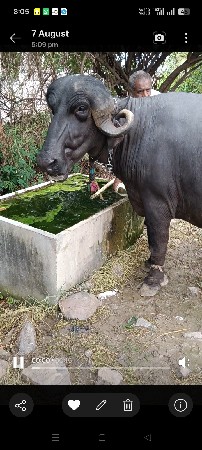 બે ભેશું વેચવાની છે..