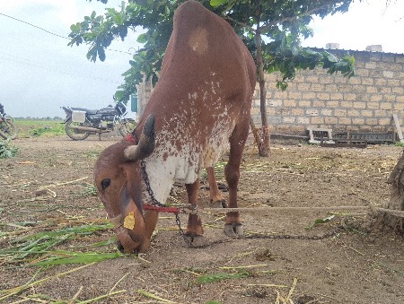 ગીર ગાય વેચવાની છે