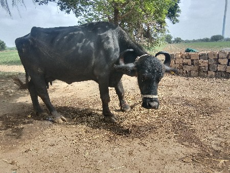 ભેસ