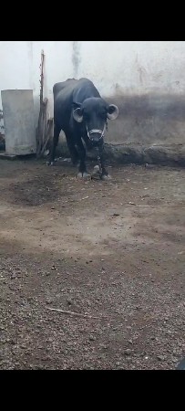 ભેંશ