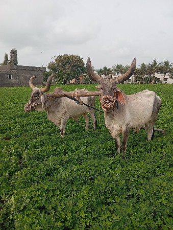 બીજી ઘરના બળદ છે
