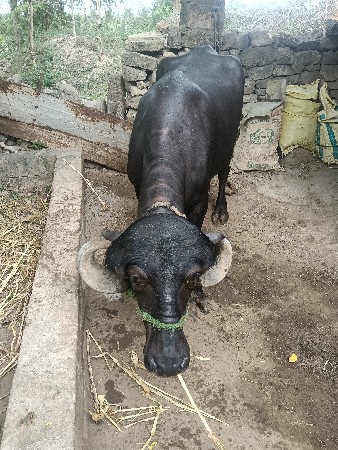 ખડેલી વેશવાની છે