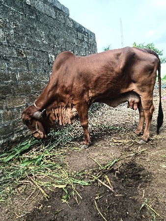 પ્યૉર ગીર ગાય વેચવાની સે