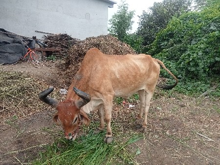 2 dhar na 6