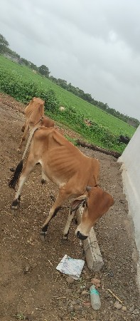 વાછડા આપવાના છે