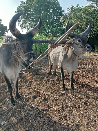 આ બળદ વેચવાના છે