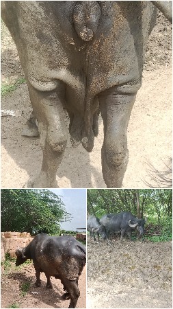 આ બંને ભેંસો વેચવાની છે