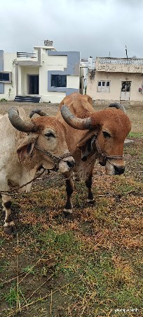 બળદ
