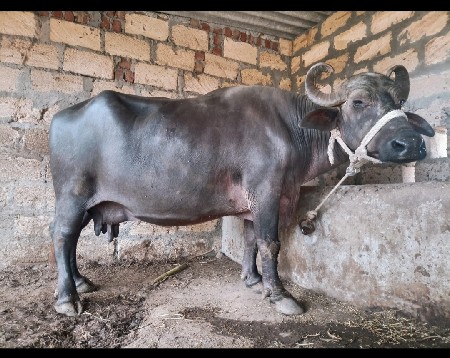 ભેંસ વેચવાની છે