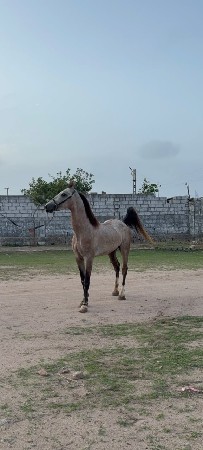 ઘોડો વેચવાનો છે