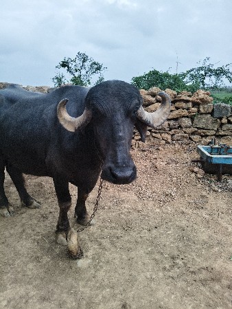 ભેંસ વેચવાની છે