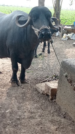 ભેંસ