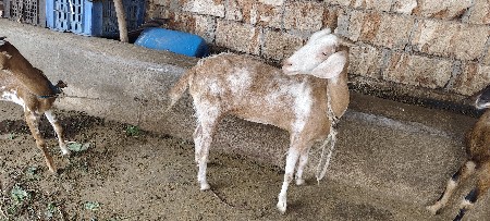 બકરી