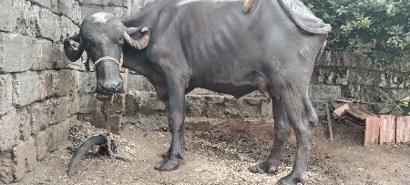 આ ભેંસ વેચવાની છે કીમત 75000