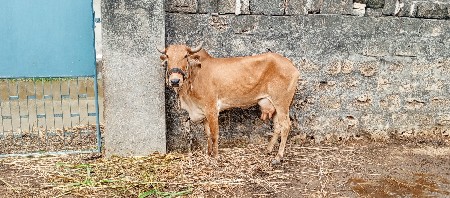 ગાય વેસવાની છે