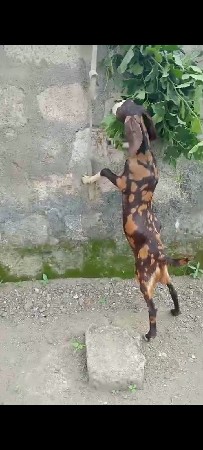 બકરી વેચવાની છે