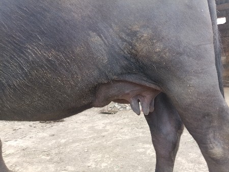 વેચવાની છે