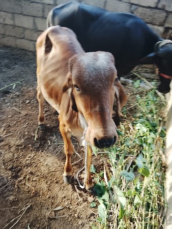 આ વાછડી વેચવાની છે