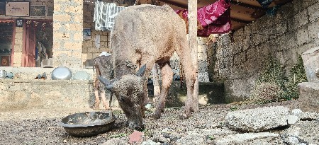 જાફરાબાદી ભેંસ ની પાડી ભુરી