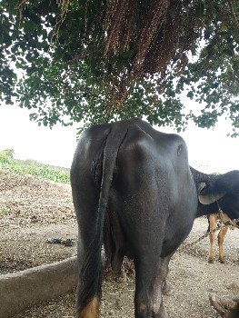 વેસવાની છે