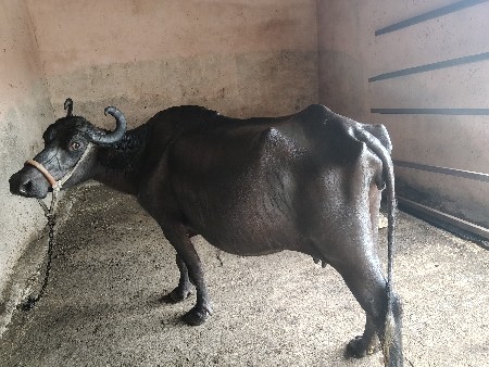 ભેંસ