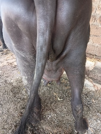 khadelu