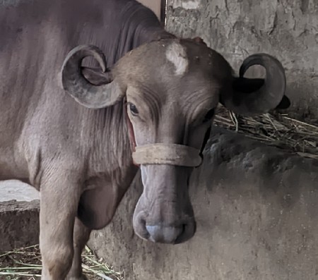 ભેંશ