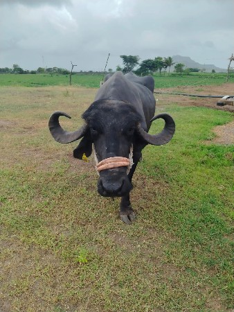 25 દિવસ ની વ્યાની સે