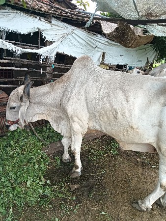 બડદ બળદ દેવાના છે
