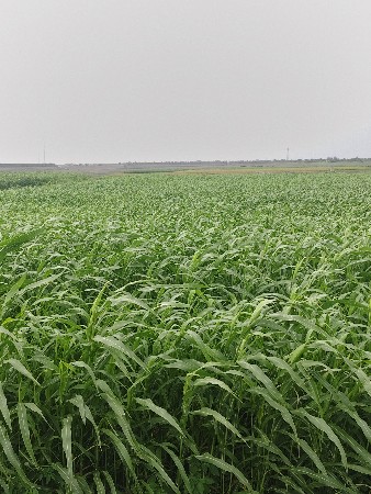 લીલું વેચવા નું છે .