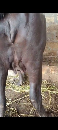 બની પડેલી વેચવા ની છે