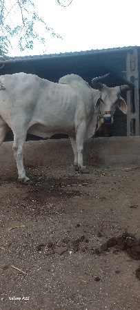 બળદ વેસવો છે