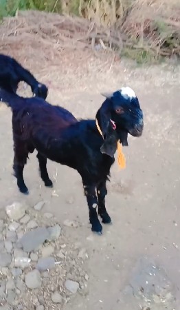 બકરા