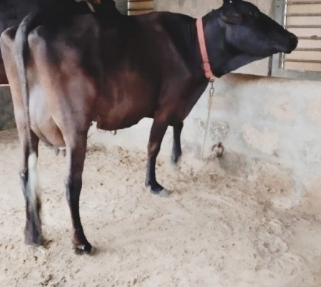 ગીર ક્રોસ ગાય વેચવાની છે