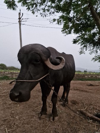 ભેંસ વેચવાની છે.
